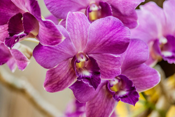 Obraz na płótnie Canvas Selection beautiful orchid on blur background. Selective focus.