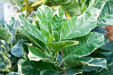 codiaeum. Leaves of croton tree Codiaeum