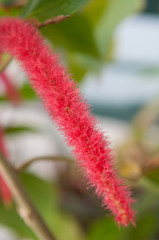 Acalypha hispida