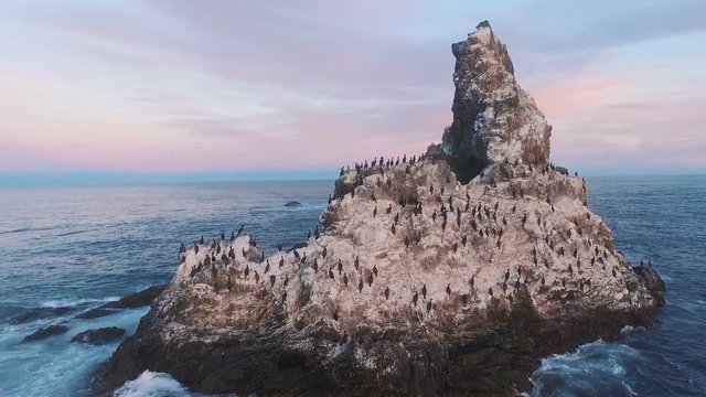 Flying over the cliff into the sea. Birds on a rock in the sea. Island with birds in the ocean