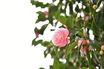 乙女椿　Camellia japonica