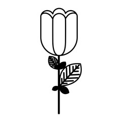 figure rose with square petals icon, vector illustraction design