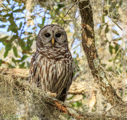 BARRED OWL