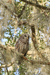 BARRED OWL