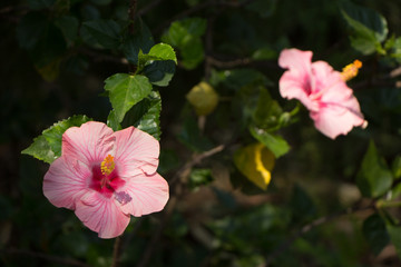 Close up of Pink Hibiscus rosa-sinensis or Cooperi