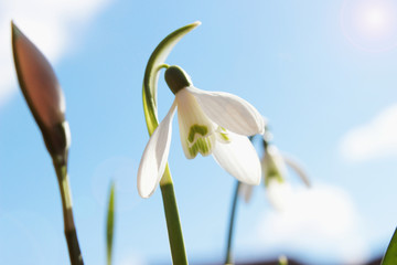 Schneeglöckchen bei Sonnenschein und blauem Himmel, galanthus