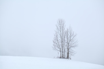 trees on snowy hill in winter