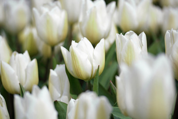 White tulips background