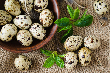 Obraz premium Fresh Organic Quail Eggs and Spring Foliage.