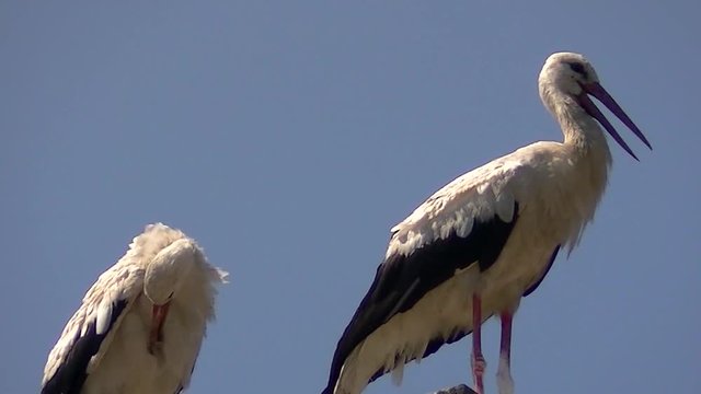 Zwei Wei&szlig;st&ouml;rche vor blauem Himmel - einer macht Federnpflege (Gro&szlig;aufnahme)