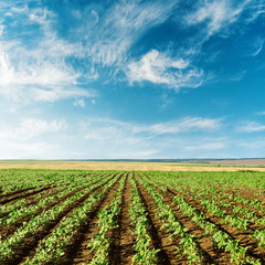 Fototapeta na wymiar agriculture field with sunflowers and blue sky with low sun in clouds