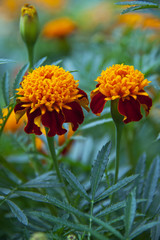 Two Blooming Red Marigolds (Tagetes)