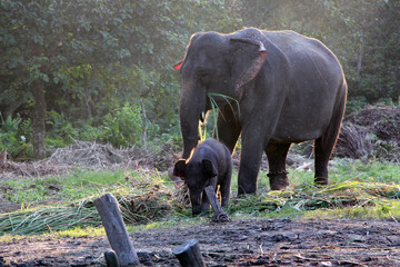 Mothers love. Elephant with her kid.