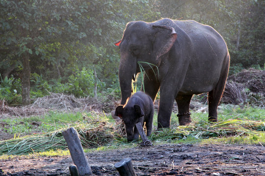 Fototapeta Mothers love. Elephant with her kid.