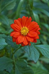 Red Dahlia flower in garden full bloom.