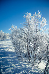 A beautiful white landscape of a snowy Norwegian winter day with skiing tracks