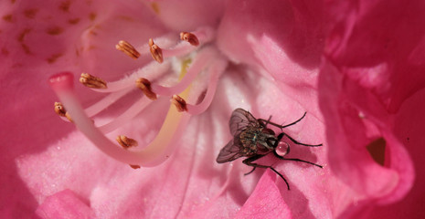 fly with chewing gum bubble