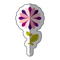 some pink flower with petals and leaf icon, vector illustraction design