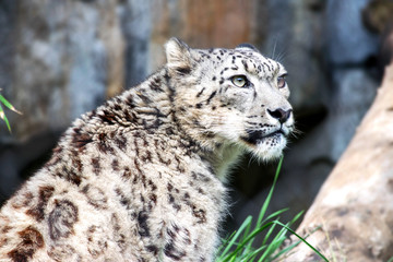 Fototapeta premium Leopard Poised, Watching and Waiting