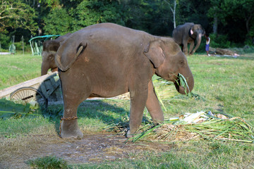Fototapeta premium Resting time. Elephants in the stable.
