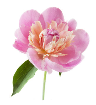 Fototapeta Beautiful peony flowers isolated on white