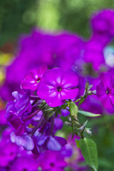 Fototapeta na wymiar Purple phlox flowers in the garden close up