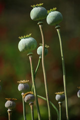 Capsules vertes de pavots en &eacute;t&eacute; au jardin