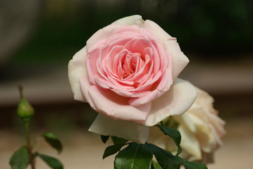 Rose au printemps au jardin