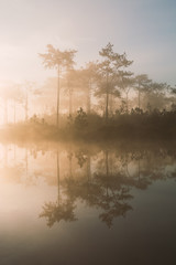 Fototapeta premium Pine forest in winter morning