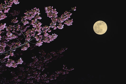夜桜　満月


