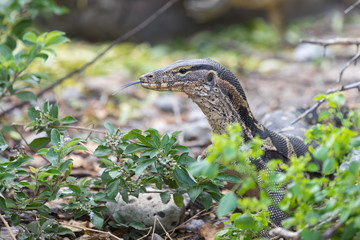Head of a varan in the bushes