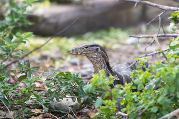 varan in the park