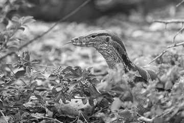 Head of a varan in the bushes - black and white