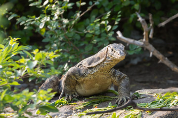 Varanus ornatus or Varan