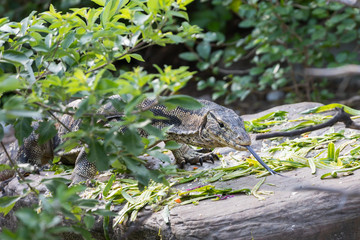 Varan leaves the bushes