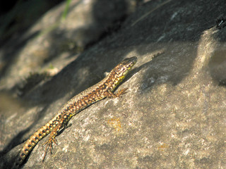 Lizard on stone