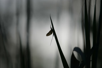 Silhouette of a butterfly on a grass closeup sitting on the grass