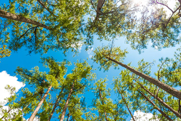 Beautiful green pine tree with blue sky background