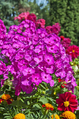 Purple phlox flowers in the garden