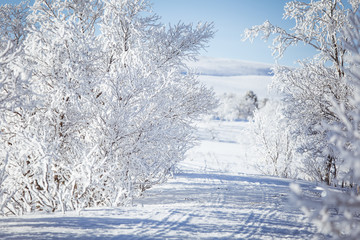 A beautiful white landscape of a snowy Norwegian winter day with tracks for snowmobile or dog sled