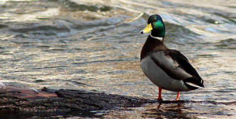 Wild nature, duck on the water, life © sabdiz