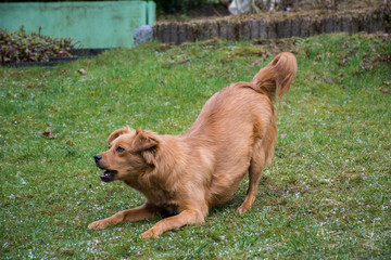 Spiel mit mir! - Hund