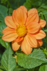 Orange Dahlia flower in garden full bloom.