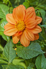 Orange Dahlia flower in garden full bloom.