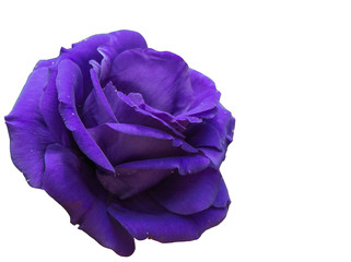 Purple rose isolate on white background.