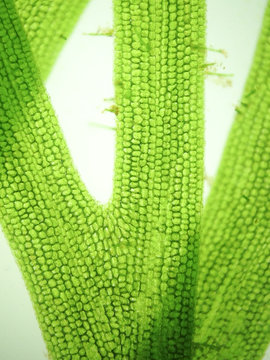zoom microorganism algae