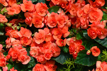 Clivia flower in garden