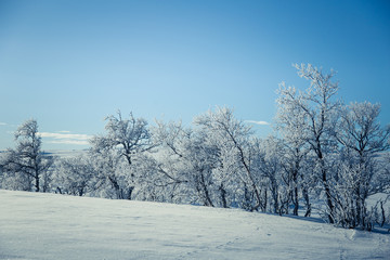 A beautiful white landscape of a snowy Norwegian winter day