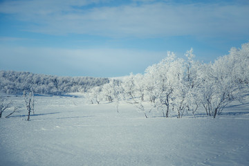 A beautiful white landscape of a snowy Norwegian winter day