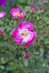 Pink garden rose flower blossom